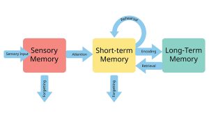 How Are Memories Formed And Recalled? » ScienceABC