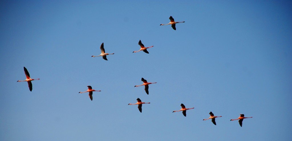 Birds-V-formation