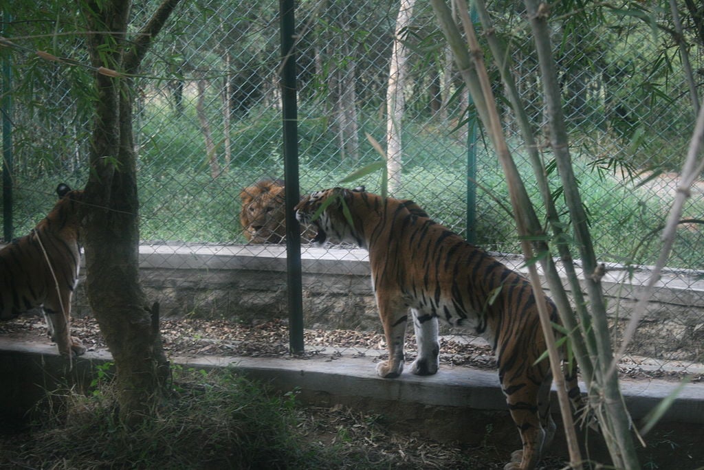 Lion asiatique et tigre du Bengale dans le parc national de Bannerghatta, en Inde