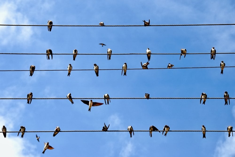 Birds on Wires