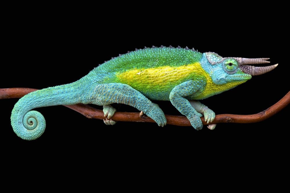 Why Does a Chameleon Change its Color? 