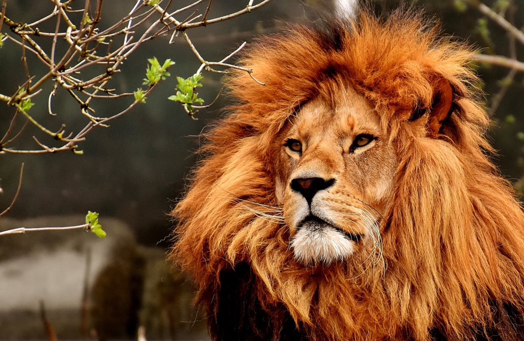 Lion avec une belle crinière épaisse