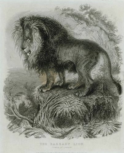 El león de Berbería