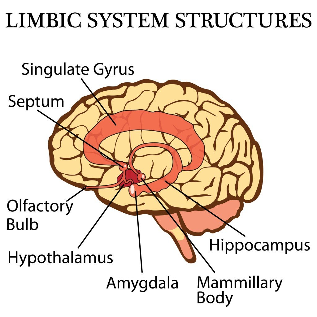 vector illustration of the brain's limbic system