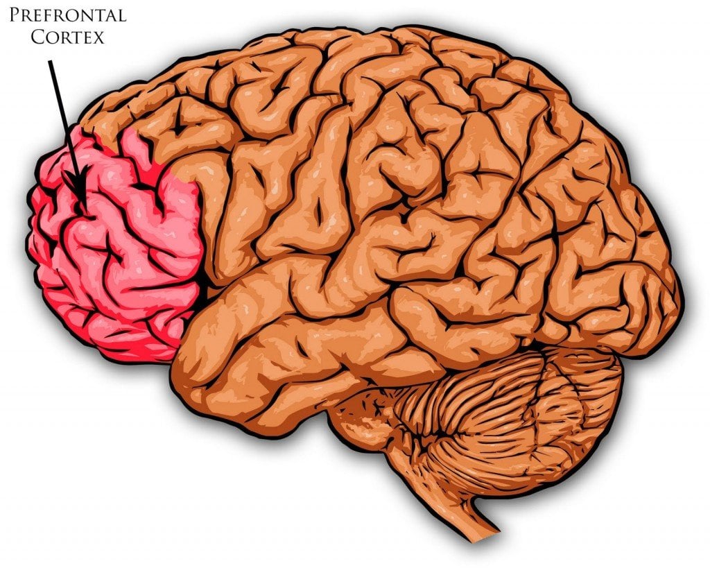 prefrontal_cortex