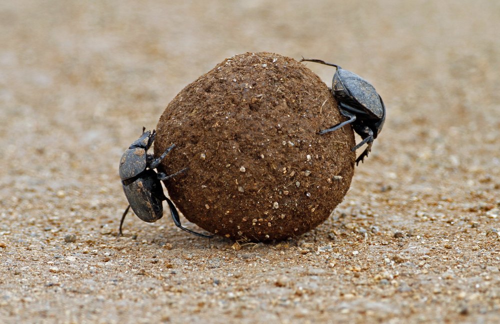 Dung Beetle