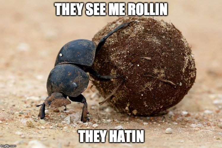 Dung Beetle