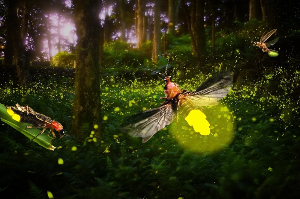 Firefly