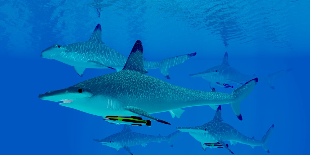Hammerhead Sharks