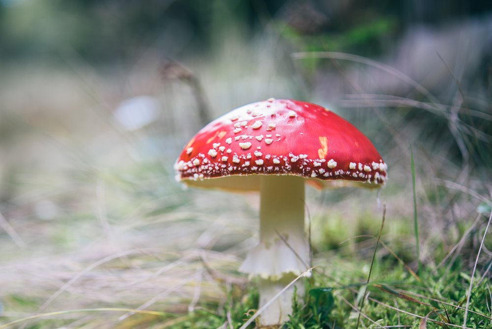 Mushroom Fungus