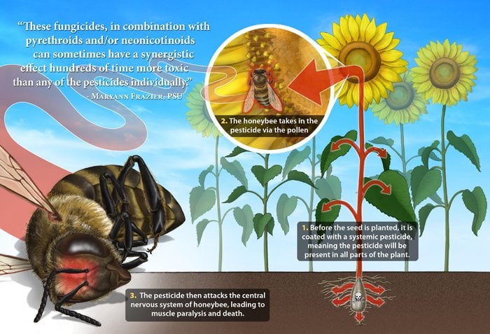 Bee Extinction Facts: Why The Extinction of Bees Would End Humanity?