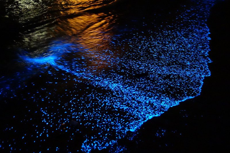 Bioluminescence