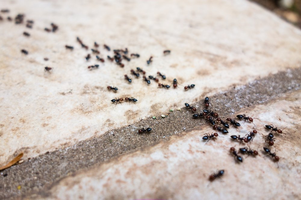 Ants on floor
