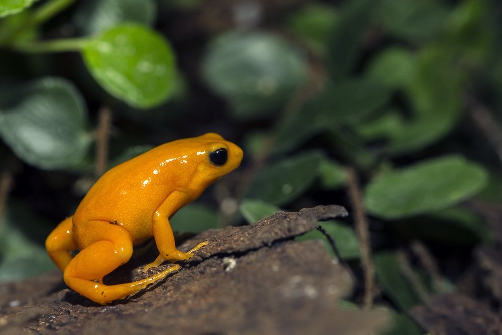 Poison Dart Frog