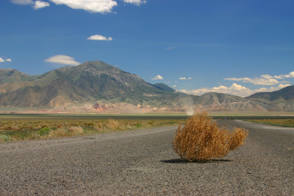 Tumbleweed