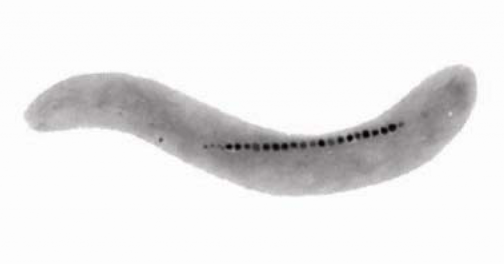 bacteria