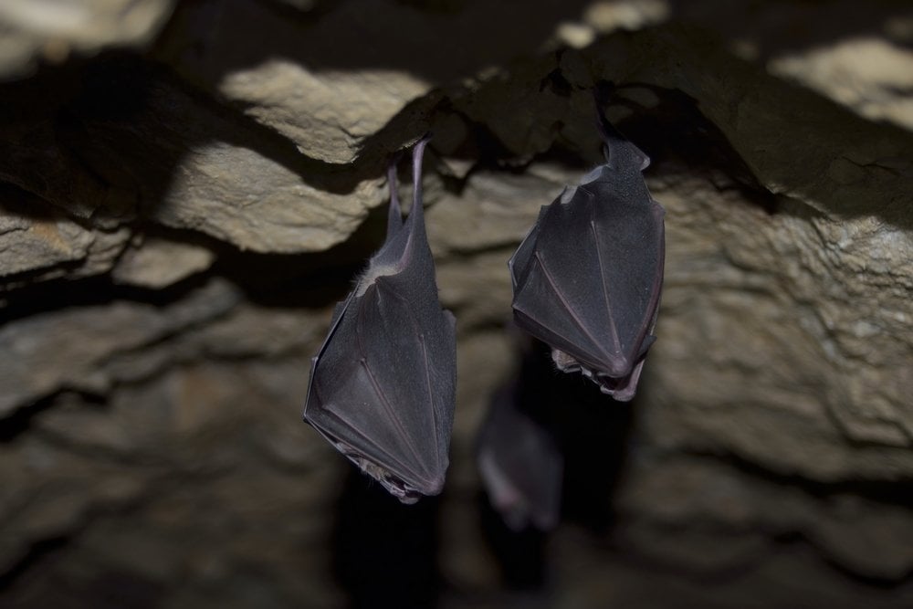 bats in cave