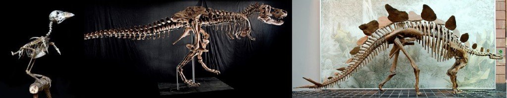 Skeletons of sparrow, T. Rex and stegosaurus. Need I say more?