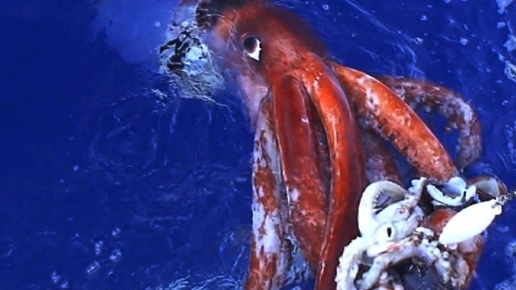 giant squid