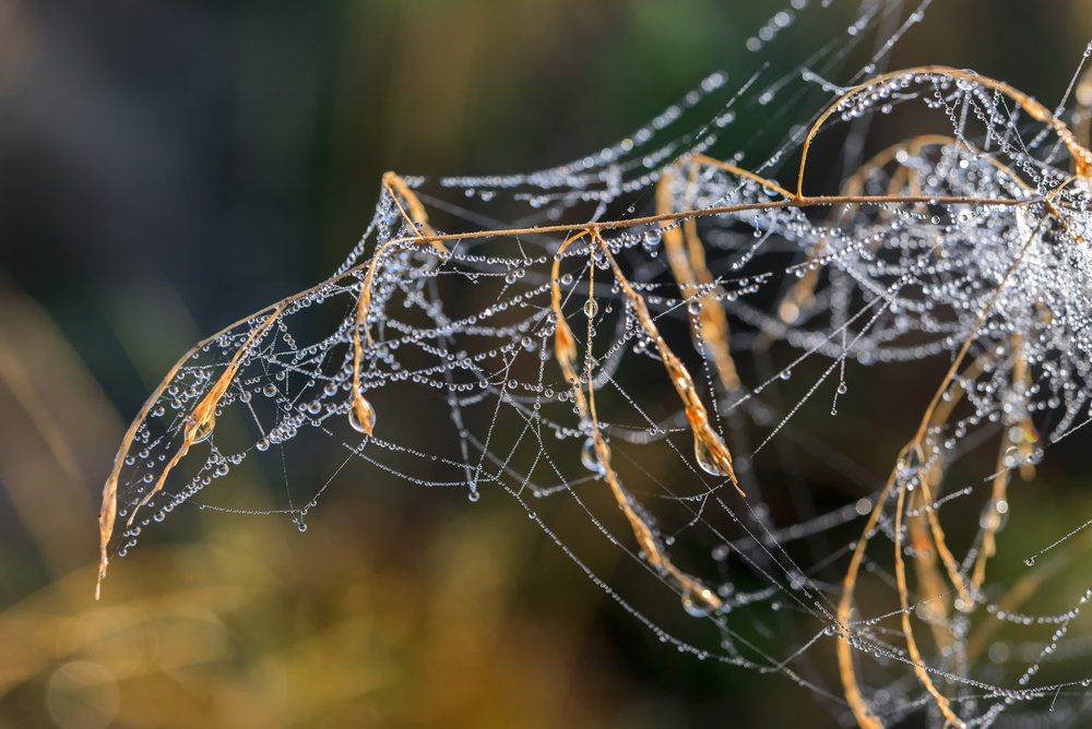 Credits: Jan Miko /Shutterstock