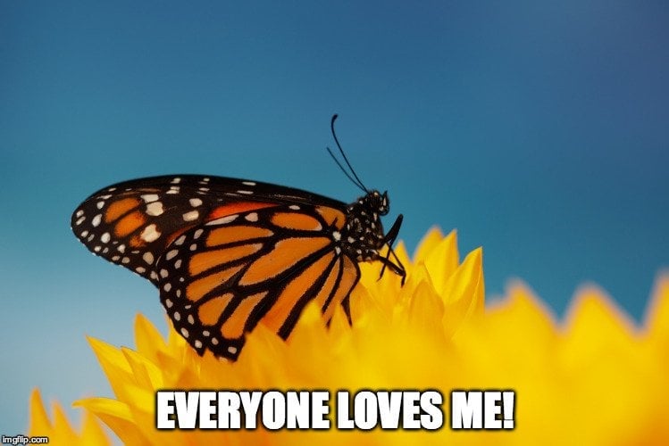 Butterfly Loves Me Meme