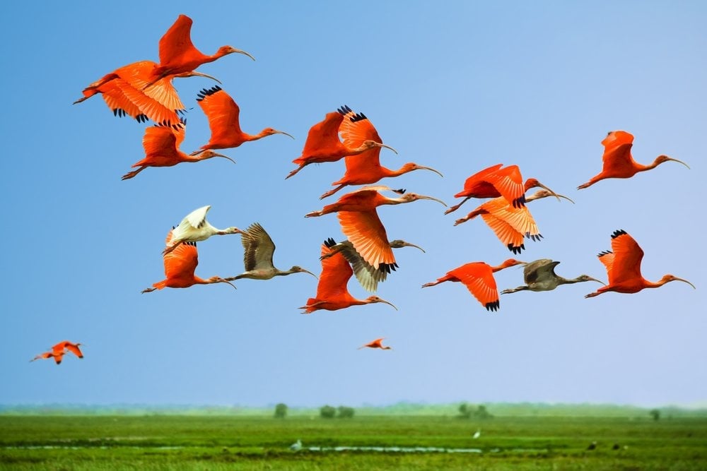 Flying Colorful birds