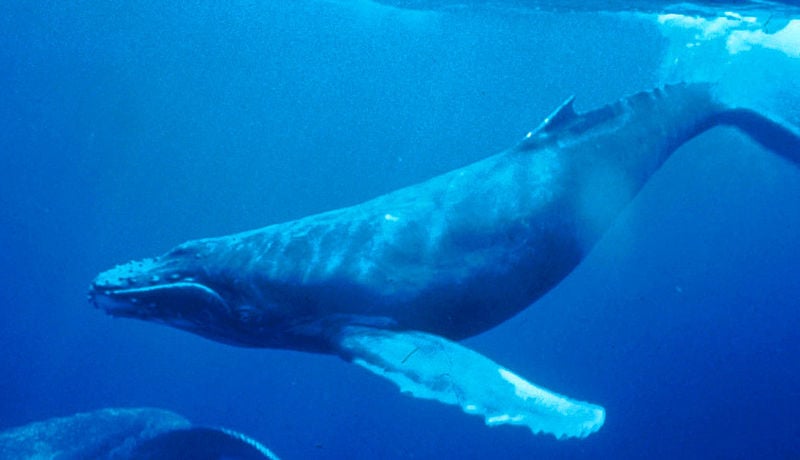 Humpback Whale underwater shot