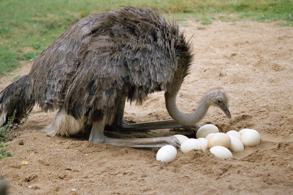 Ostrich Head in Sand: Do Ostriches Really Bury Their Heads?