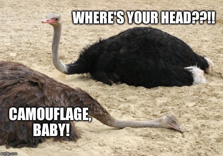 sleeping ostrich