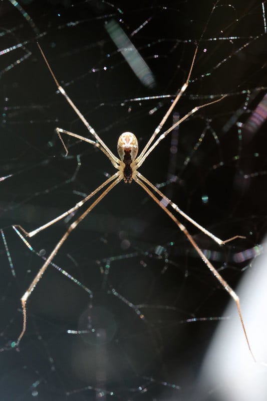 A cellar spider