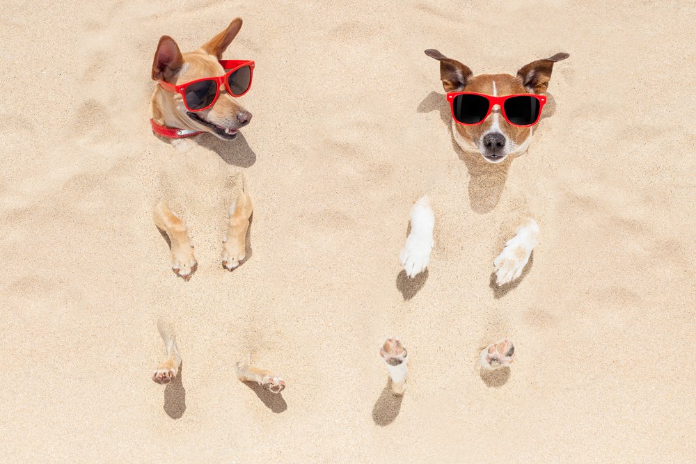 dogs having a nice time