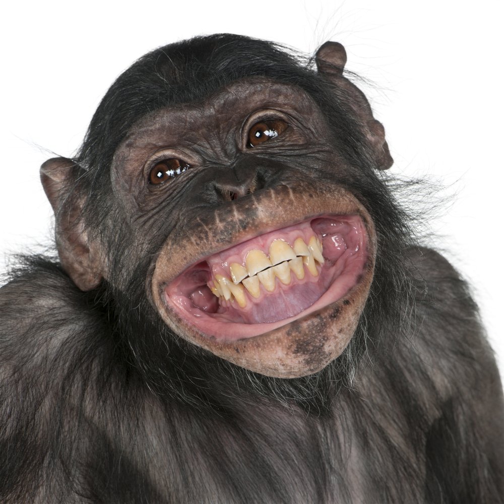 Why is Laughter so Contagious? » Science ABC Why is Laughter so Contagious? » Science ABC
