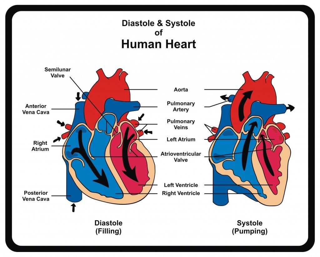 systole and diastole