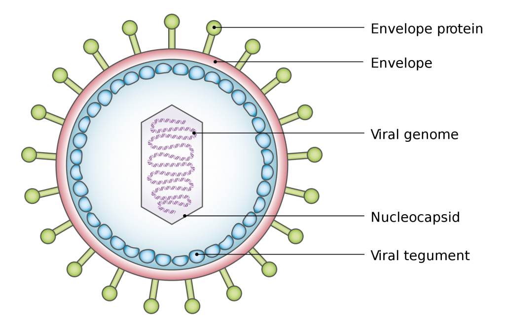 Structure of a virus Credit: Wikimedia.org