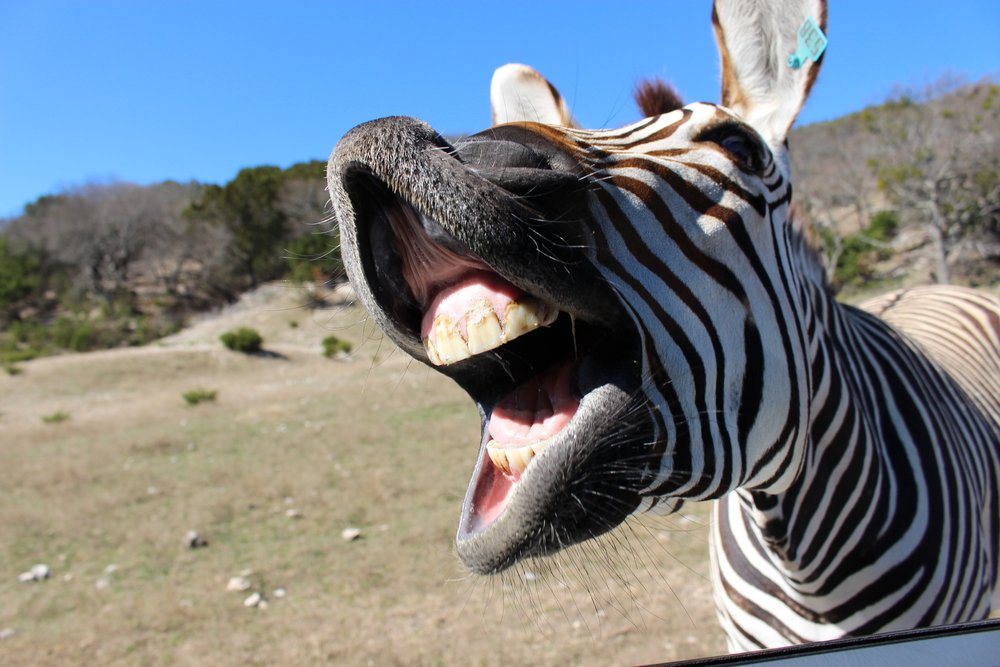 laughing zebra