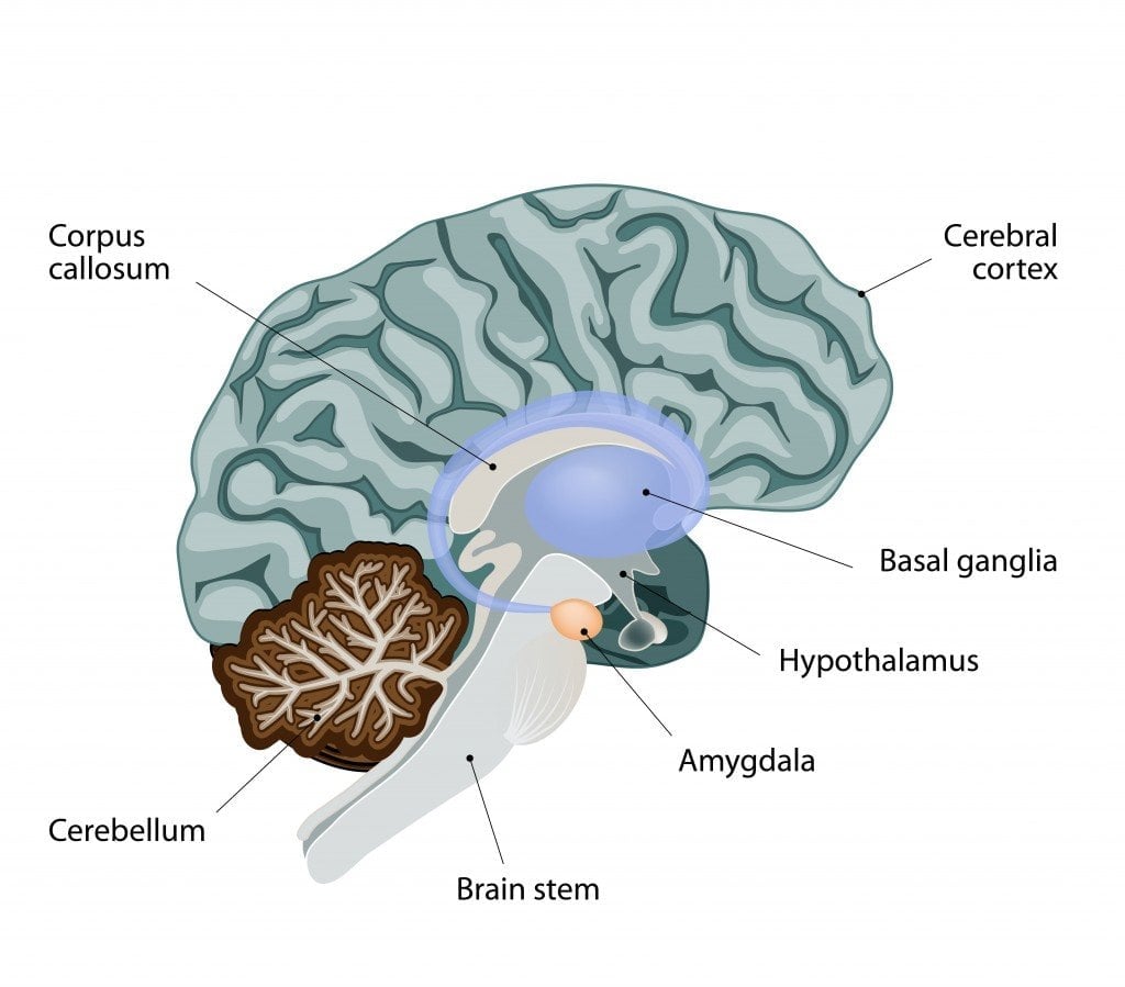 amygdala cerebellum brain stem hypothalamus cerebral cortex