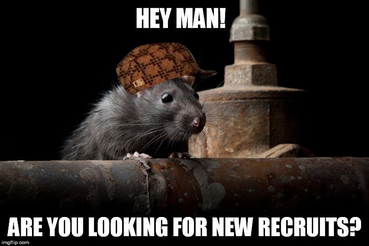 rat meme