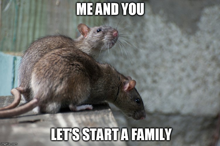 rat meme1