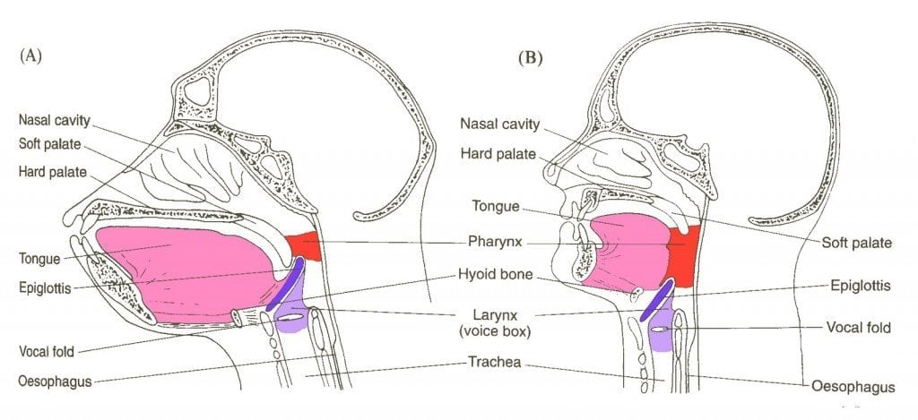 ApeHumanVocalTract