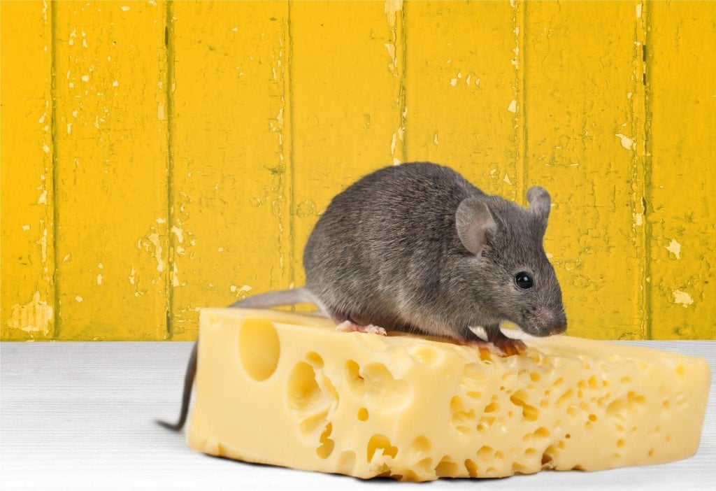 This mouse is made of cheese.