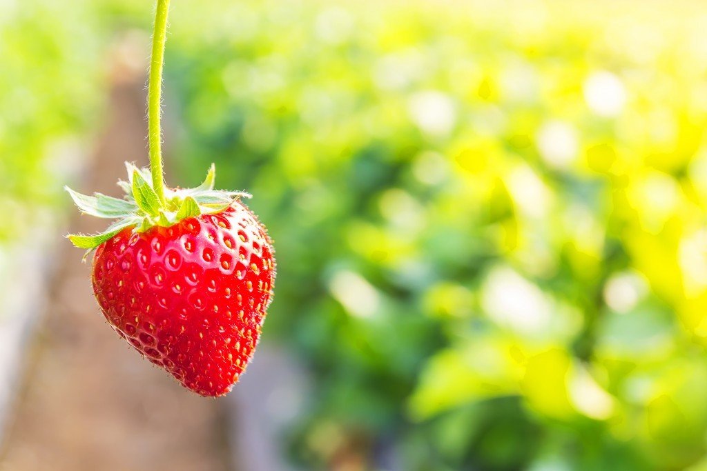 Strawberries