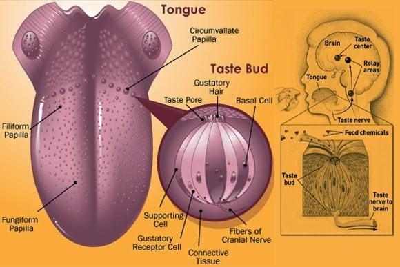 How Does Sense Of Taste Work Why Do We Miss It When We Are Sick
