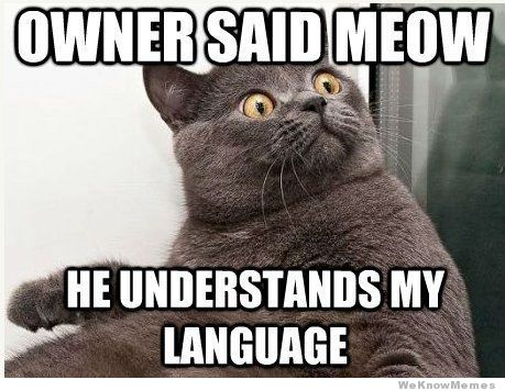 owner-said-meow-he-understands-my-language