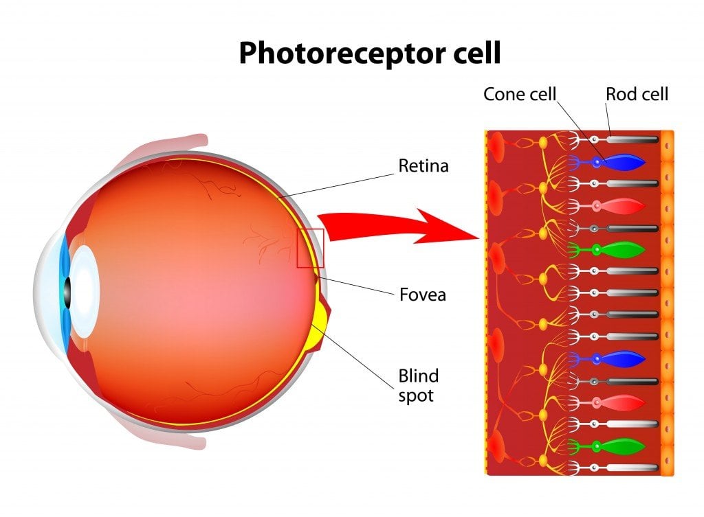 source: designua/shutterstock.com