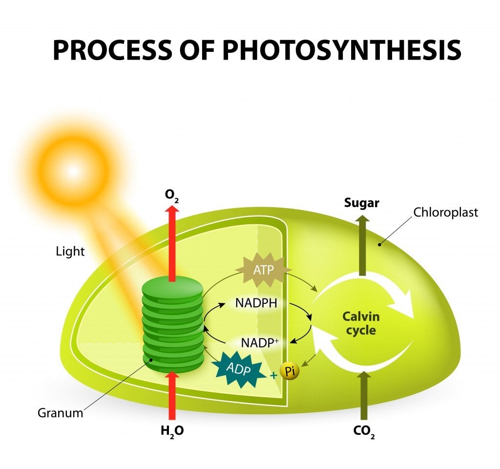 Photosynthesis