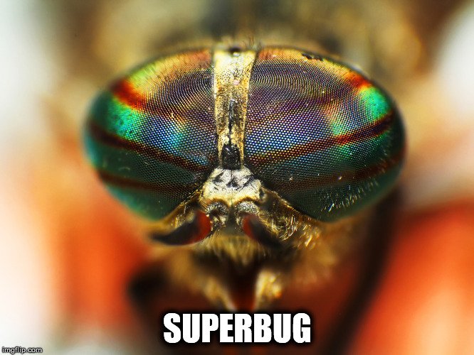 superbug meme