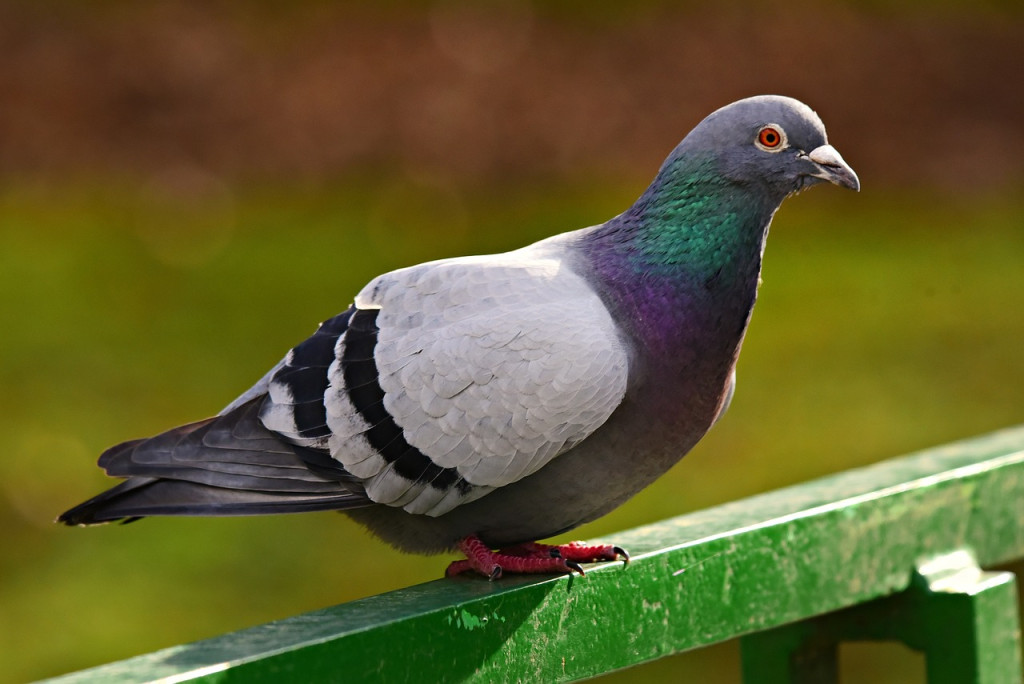 Homing Pigeons Remember Routes for Years