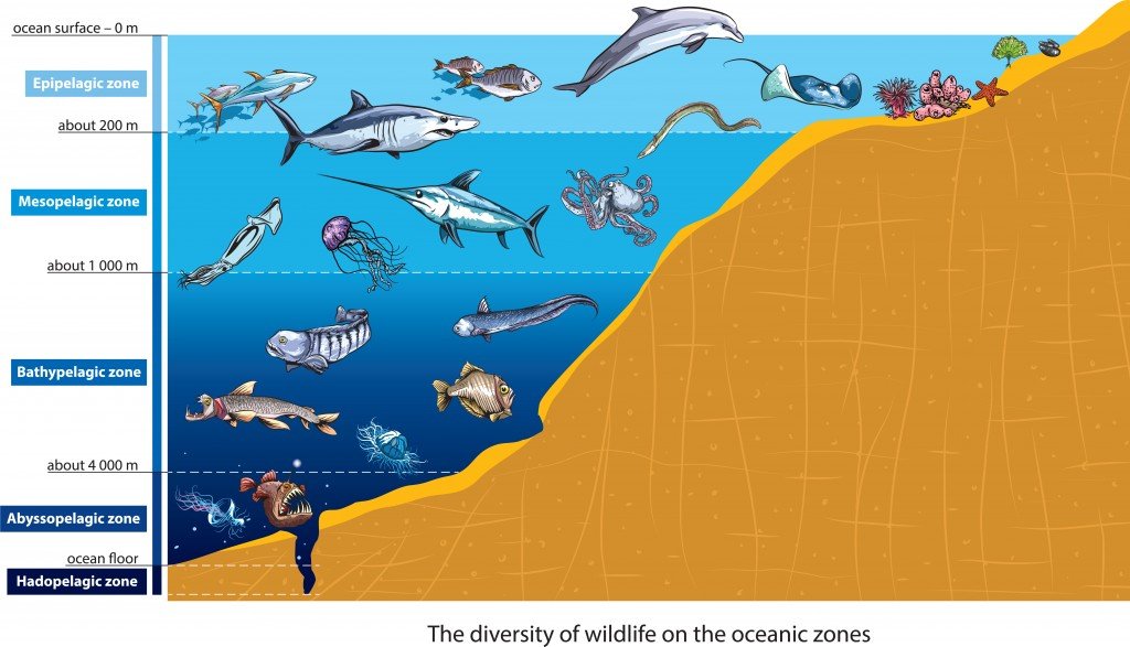 Scientists discover new species of fish capable of withstanding crushing pressures five miles underwater