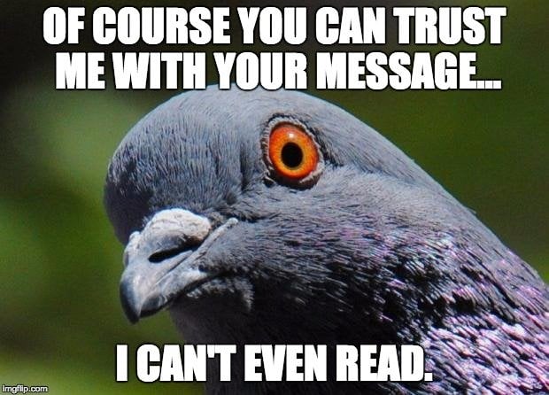 How Do Messenger Pigeons Know Where To Go? 