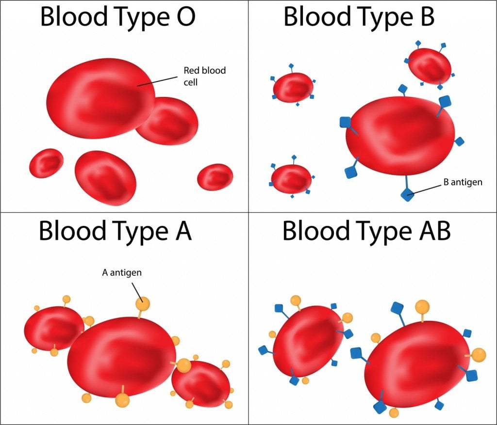 Human Blood Types (Photo Credit: joshya / Fotolia)